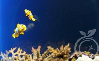 севастопольский аквариум