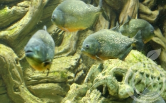 севастопольский аквариум