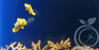 севастопольский аквариум